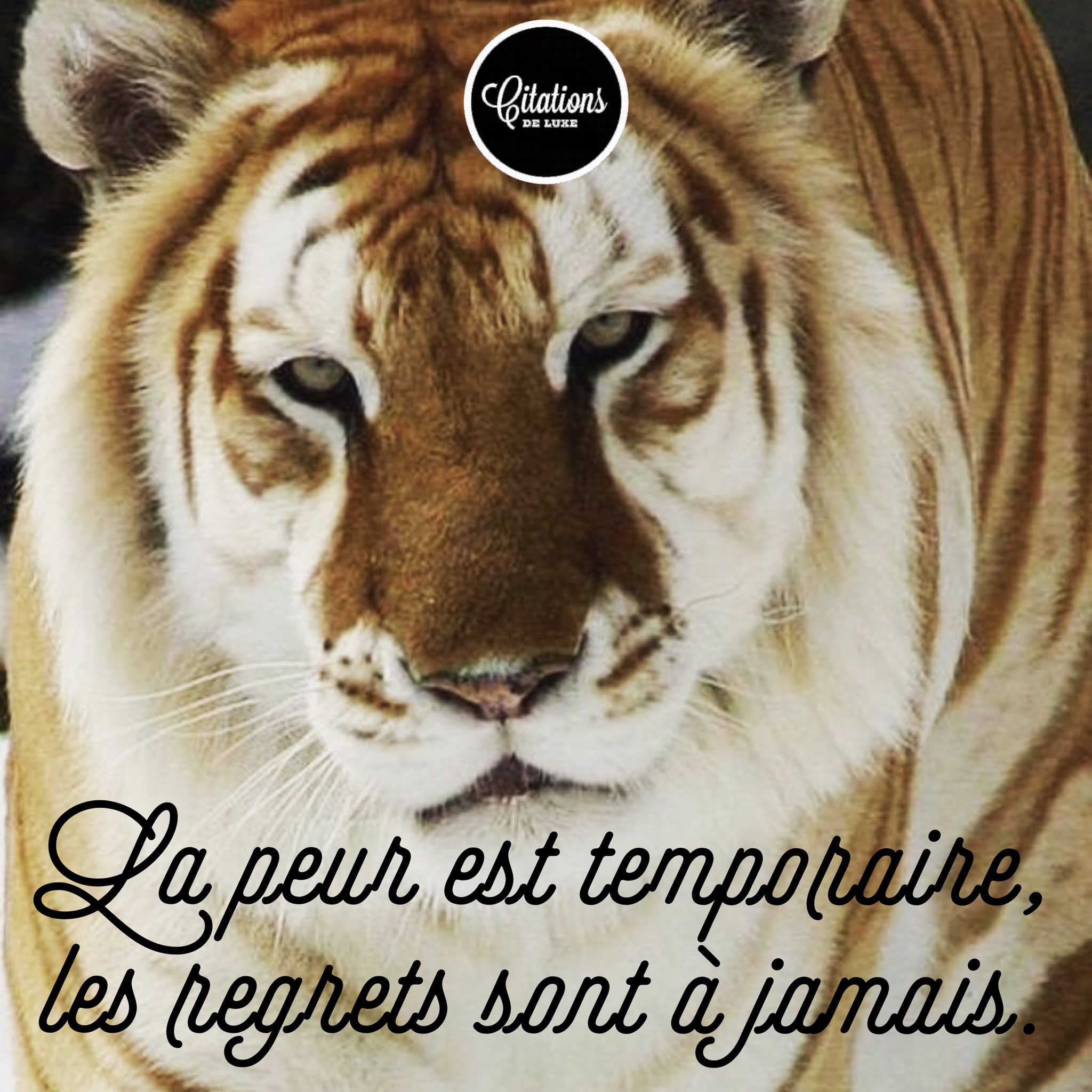 Citations De Luxe La Peur Est Temporaire Les Regrets Sont A Jamais Citations Motivation Tiger Jungle Wildlife Challenge France T Co 8uspyql6ut Twitter
