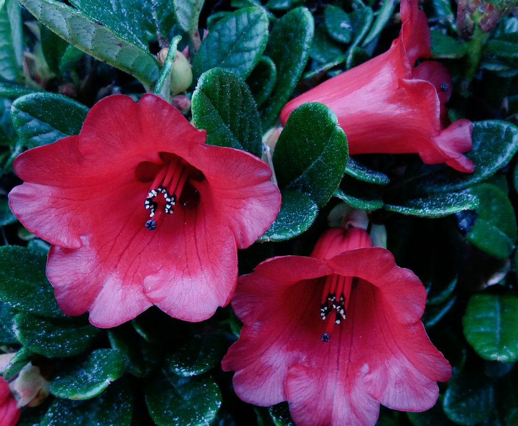 David Knott (@dknott8) on Twitter photo Frank Kingdon Ward's collection of Rhododendron forrestii sub species papillatum flowering <a href="/TheBotanics/">Royal Botanic Garden Edinburgh</a> #rbgehort #rhodofest #scotspirit Frank Kingdon Ward's collection of Rhododendron forrestii sub species papillatum flowering <a href="/TheBotanics/">Royal Botanic Garden Edinburgh</a> #rbgehort #rhodofest #scotspirit
