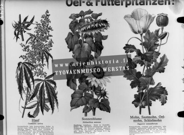 FinnaBot's tweet photo. OTK:n maatalousosasto, hyötykasveja jälj. Kuva on otettu kirjasta, jossa on... 1944. Työväenmuseo Werstas https://t.co/OkC8K59RYE #kannabis https://t.co/SfJUD6zUND