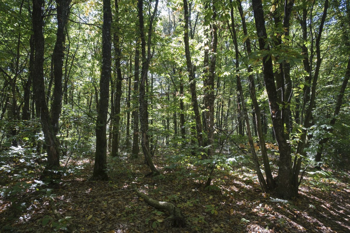 Lancement d'une étude internationale sur la place de la chênaie française #matérieaurenouvelable (Sylvain Gaudin – CRPF CA © CNPF)