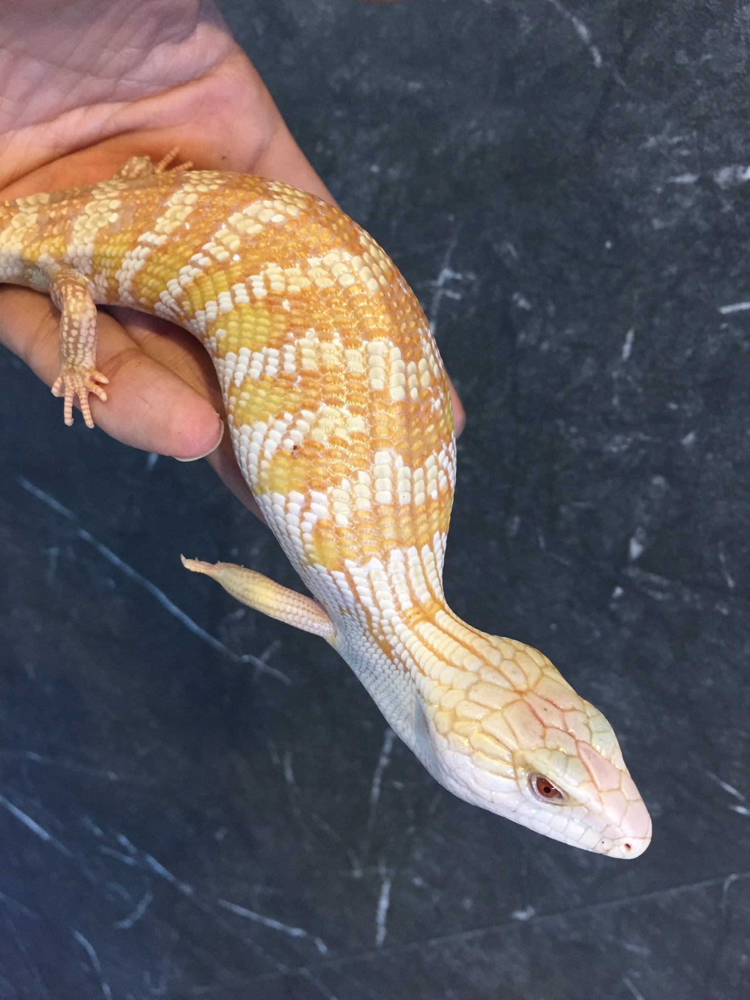 ジュラの杜 爬虫類カフェ 専門店 仙台 ヒガシアオジタトカゲの なんとアルビノ 在庫してます ヒガシアオジタトカゲ アルビノ T Co Ezzfyapzae Twitter
