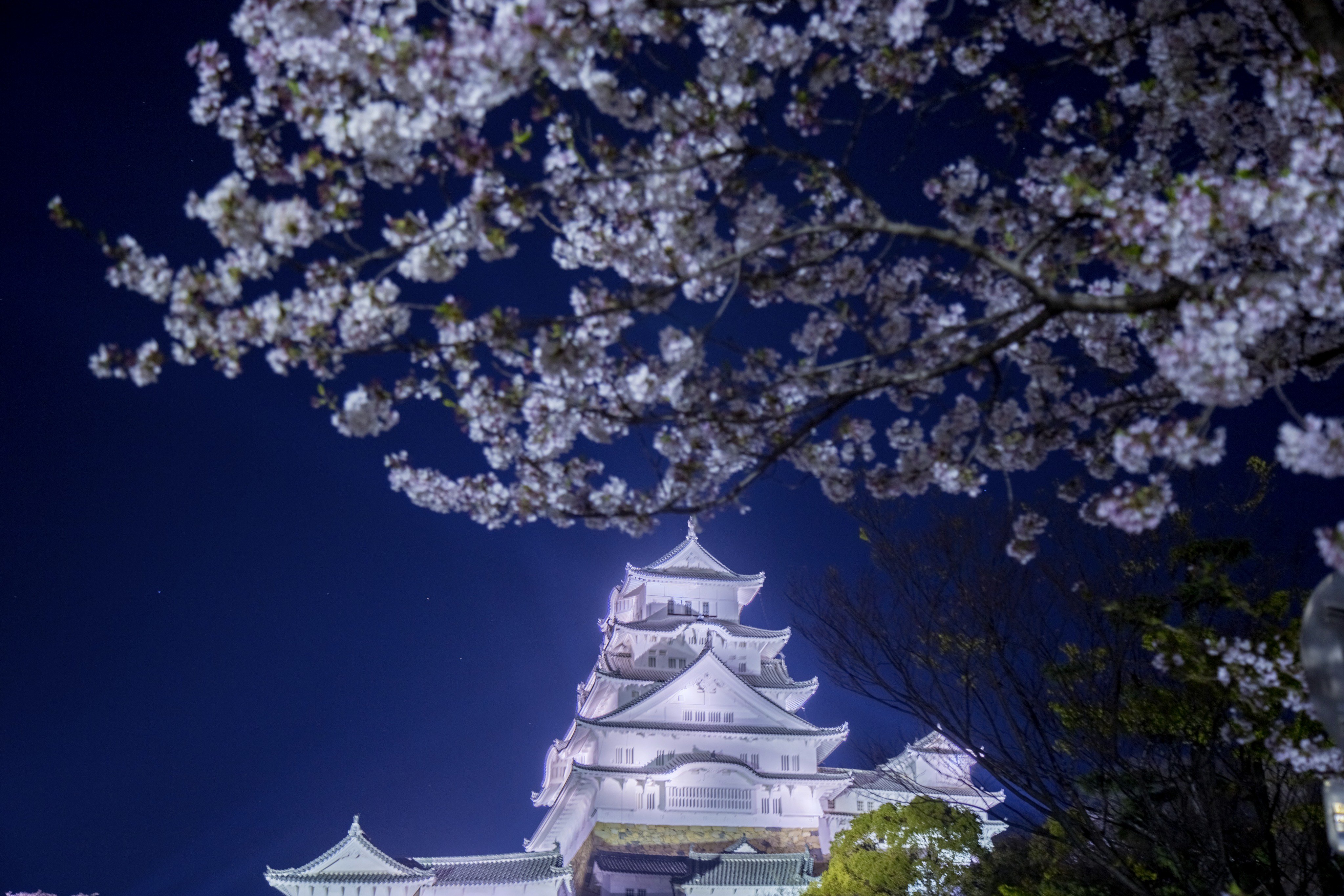 Hori Hiro Al Twitter 姫路城と桜 先週で桜祭りのライトアップが終わってたみたいだけどお城のライトアップは通年やってるから突撃してきた 兵庫 姫路 姫路城 桜 夜桜 ライトアップ リフレクション T Co Yve4bu0dhl Twitter