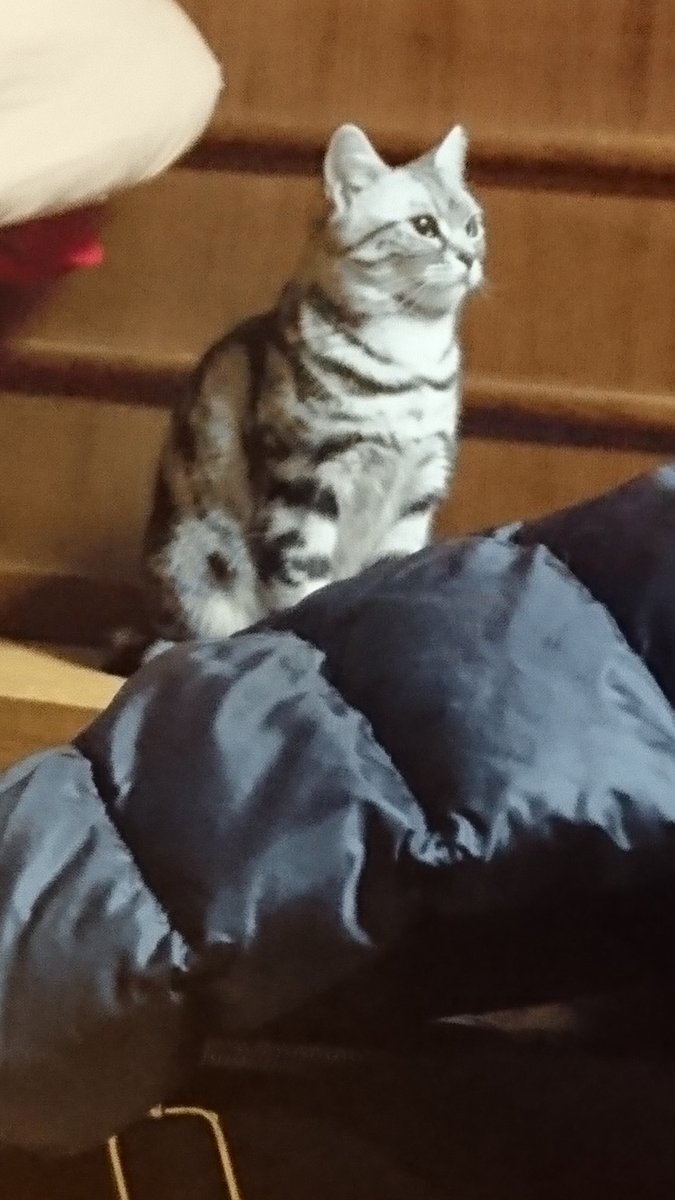 警戒心ばりばりです(っ\u0027ヮ\u0027c)わろっつぁぁ
