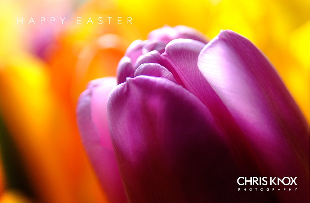 CKP_Photography's tweet photo. Have a great Easter! Chris Knox 🙂📸 #HappyEaster #Photography #CommercialPhotography #Hampshire #Southampton https://t.co/dIkzZbKfwj