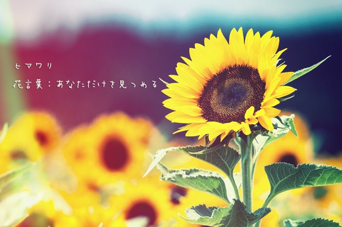 君に贈る誕生花 Birth Hana Twitter