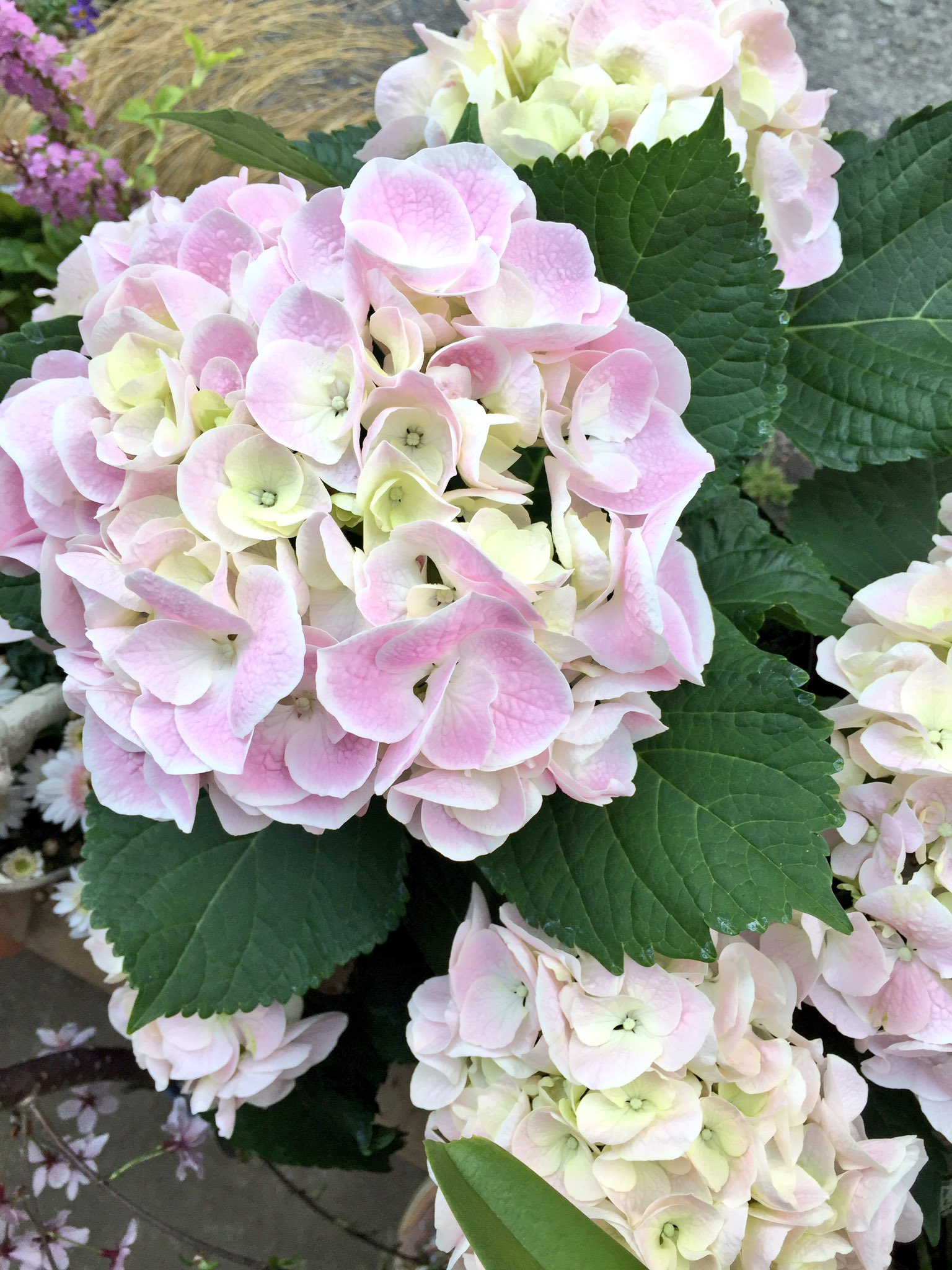 大坪鯨 母の日の見本で紫陽花のおすすめ品種が小ロットと言う名の限定1鉢ずつ入荷してます 笑 名前は いちごみるく 歌合わせ マリーアントワネットです 母の日の価格は00 3500の間となります 母の日までポツポツおすすめアップします あぁ