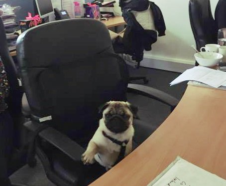 MCIIreland's tweet photo. "Pug-et about it!" Pugsley took his throne today to keep his paw on the button!
#mcidublin #officelife #wecreateexperiences #eventprofs #pug https://t.co/8JHquLeqAb