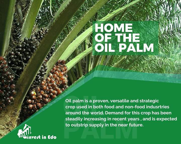 OgoIsioma's tweet photo. EDO: Home of the oil palm.
Come #InvestInEdo
#GGO #EdoGovtAtWork #EDO #EdoState #Agripreneur #EdoJobs #EdoAgric
@EdoDigiComms https://t.co/3LiDxjbuVk