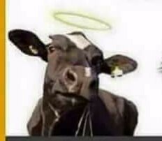 FaniFarhan97's tweet photo. If Cow is mother of Indians then why bull is not their father ... π€π€
#Endia
#Kulbhushan
#NoMercyForRAW https://t.co/1fFInL2NuA