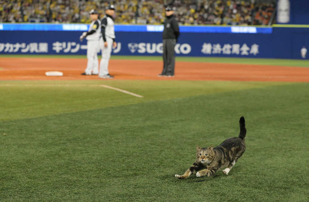 横浜スタジアム 野球の試合中にネコ乱入でワイワイする人々 躍動感ハンパない しかもこの顔 笑 Togetter