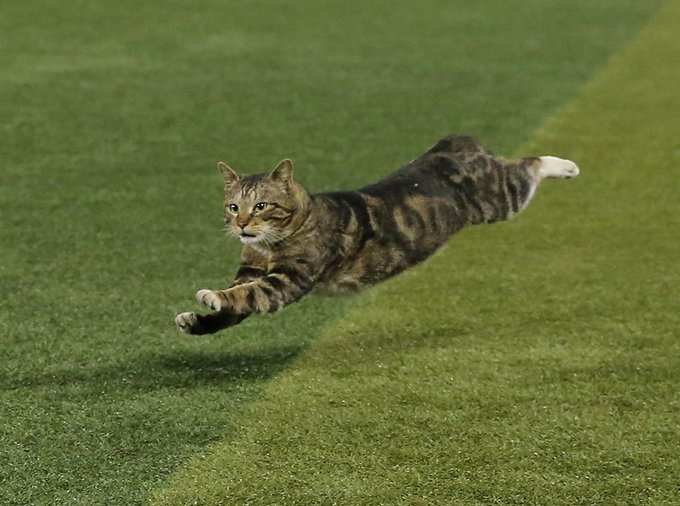 横浜スタジアム 野球の試合中にネコ乱入でワイワイする人々 躍動感ハンパない しかもこの顔 笑 Toget Mokomimikoのブログ 楽天ブログ 横浜スタジアム 野球の試合中にネコ乱入でワイワイする人々 躍動感ハンパない しかもこの顔 笑 Toget Mokomimikoのブログ 楽天ブログ