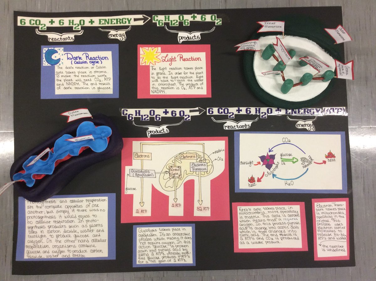 Dolores Gende Outstanding Project By Nbpseagles Arina In My Biology Class 3d Modeling Photosynthesis And Cellular Respiration Nbpcot T Co Gedmk7mpuj Twitter