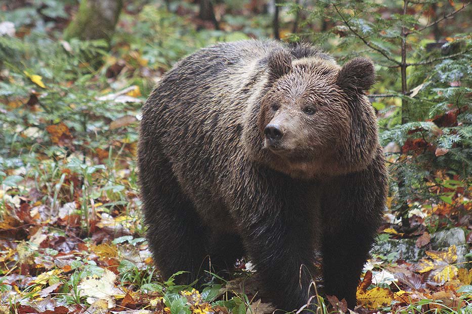#Croatie : Chasse à l'#ours et au #cerf  #GPVoyages &gt;&gt;bit.ly/2p0pfXS