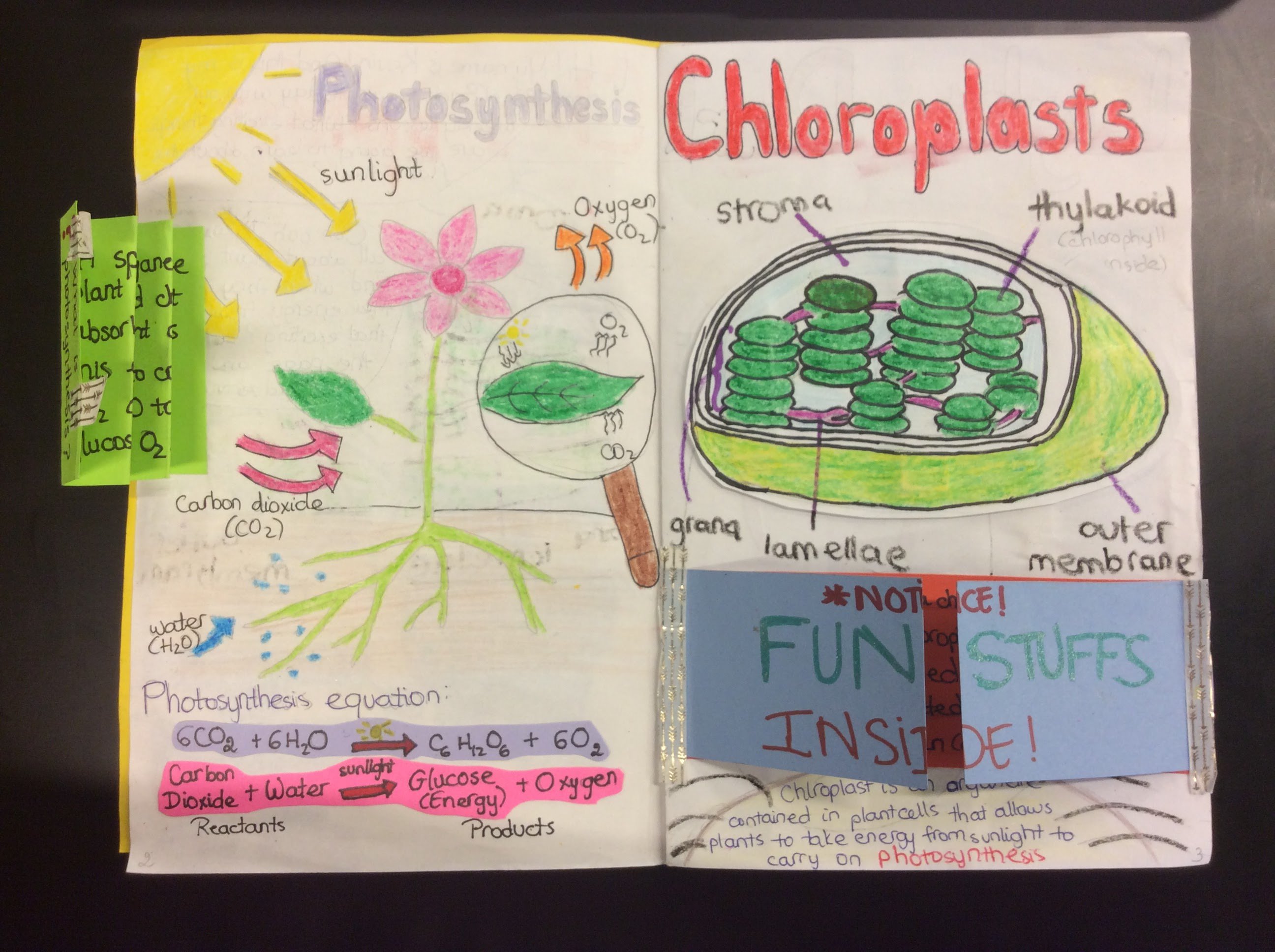 cell-respiration-for-kids