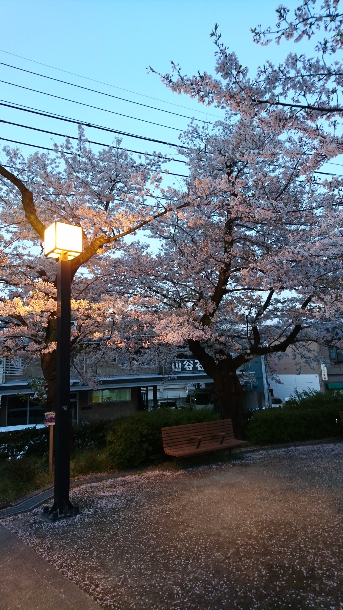 内田とみじ もういっちょ 夜桜 V 亥鼻公園 T Co Ioqgctokcj Twitter