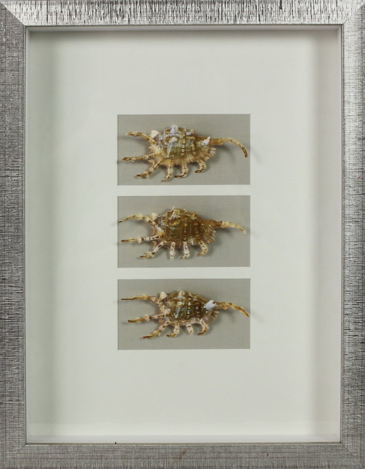 Come to see our classic amazing SEA Shells Graphic Art Shadow Box collection #walldecor #wallartwork #framedart #interiordesign #artwork