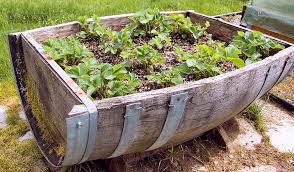 lsllandscaping's tweet photo. #planters #beerbarrel #beerkeg #upcycling #gardendiy #gardendesign #plantholders #woodenplanters #lslsurfaces #lsllandscaping https://t.co/qnvBw046nV