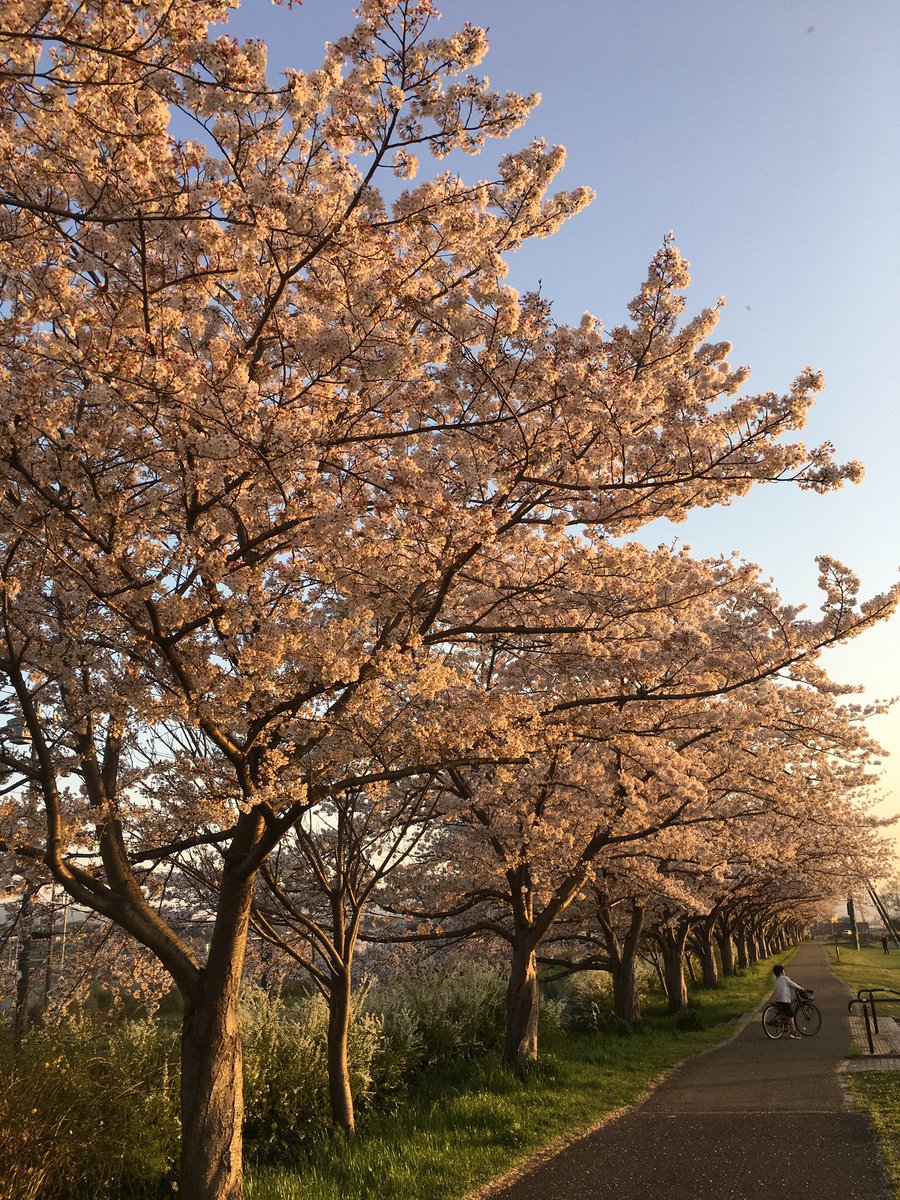 Salon Mii Timmymii Twitter