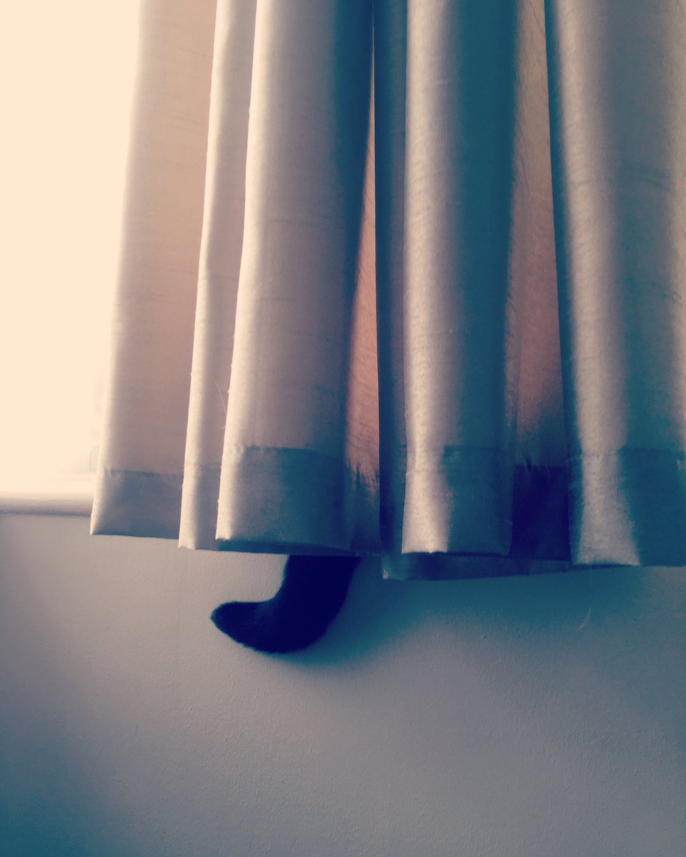 LexineHiggins's tweet photo. My cat isn't very good at hide and seek 😂🐱 #Cute #CatTail #HideAndSeek #NotObviousAtAll #AmWriting #AmEditing https://t.co/ZnCPHiV48D