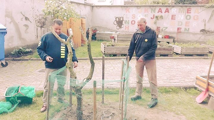 saamo_antwerpen's tweet photo. 'T Kiel tuint. #beterbuurtwerk #buurzaamduurzaam #samenlevendoejenieteven
#samentuin #nova De stekken van de olijfboom mochten de grond in. https://t.co/qB9acsyZT9