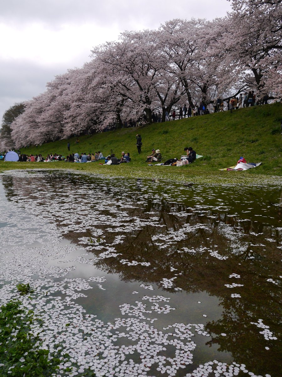ｔｏｍ ｈ 関西の人気お花見ランキング第1位の 京都府八幡市にある 淀川河川公園背割堤地区の桜並木を散策し 大きな水たまりには たくさんの桜の花びらが浮いていて 堤防の上の桜並木を背景にして 幻想的な景色でした
