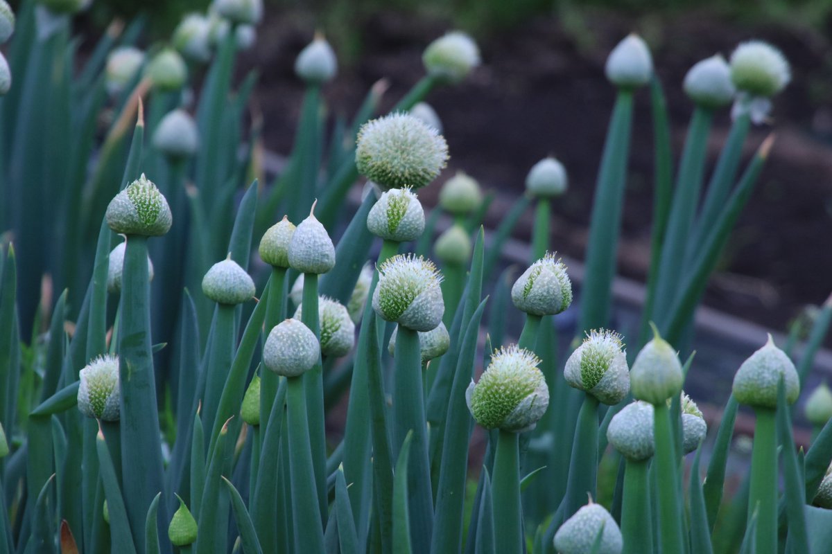 Yoko Ito A Twitter ネギボウズ いつもの畑で ネギ坊主がいっぱい 咲く前のネギ坊主は 美味しいらしい ネギボウズ ネギ坊主