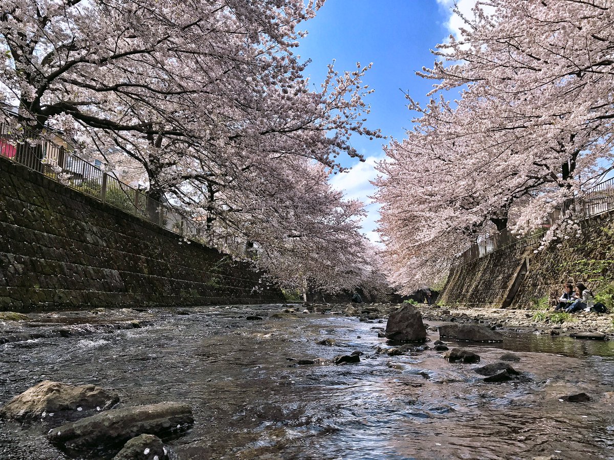 Kusumoto Tsutomu Pa Twitter 東京都町田 恩田川の桜並木の一コマ For Iphone 桜 さくら 町田 東京 恩田川