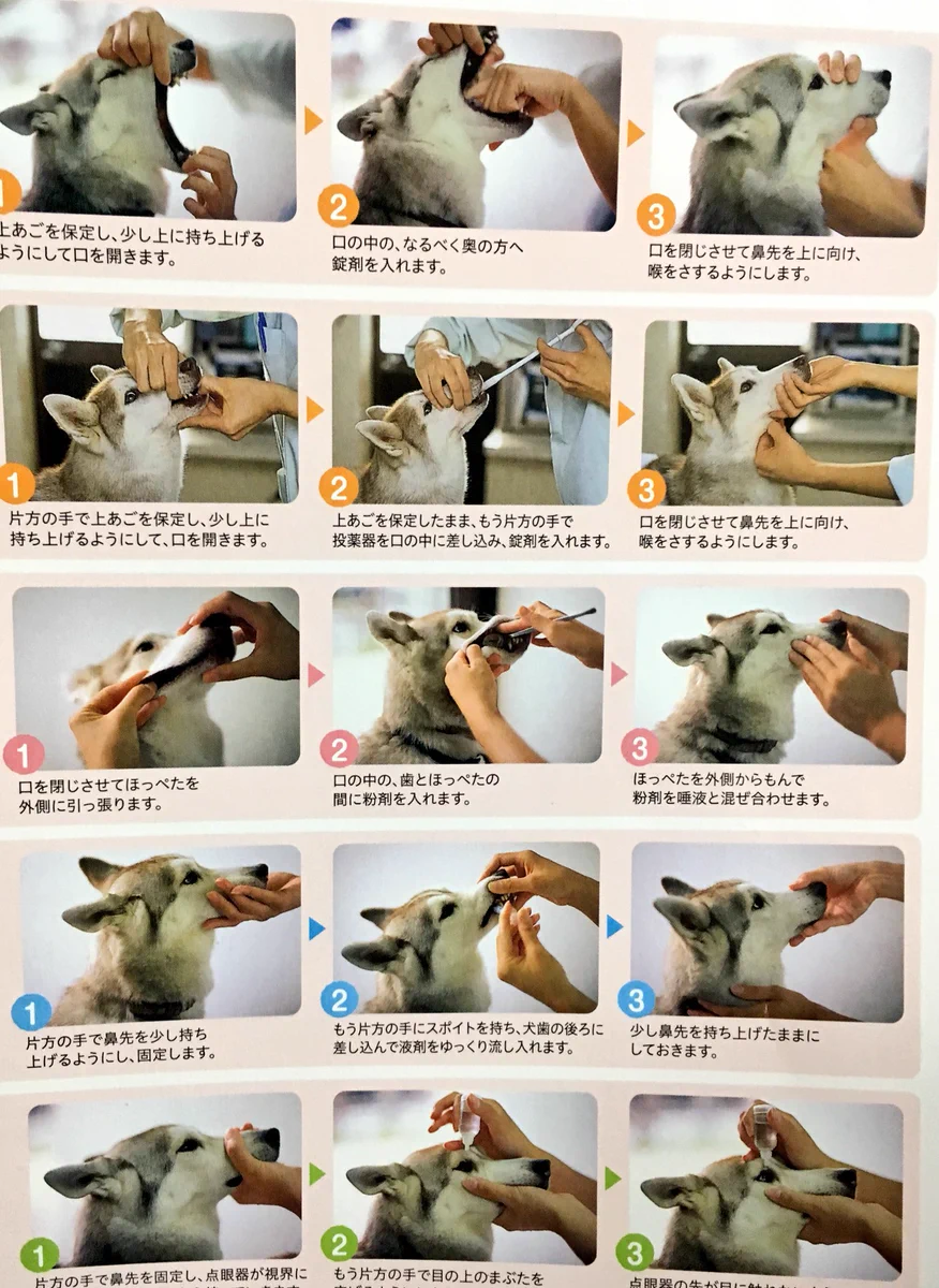 投薬中の猫「解せぬ」。動物病院でもらえる雑誌の犬と猫の表情が違っててかわいいｗ