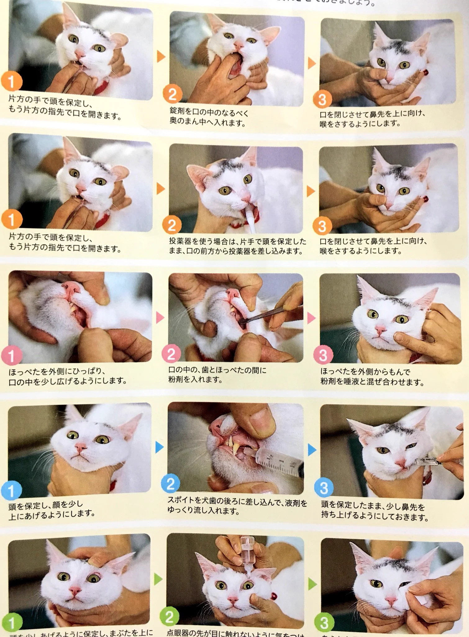投薬中の猫「解せぬ」。動物病院でもらえる雑誌の犬と猫の表情が違っててかわいいｗ
