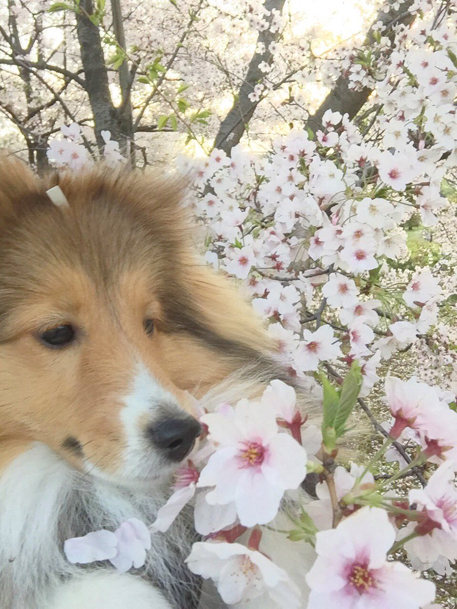 chabiru's tweet photo. 葉っぱが出てきたけどまだまだ🌸綺麗です🌸🌸

#サクラ #シェルティ https://t.co/LCRgILmFze