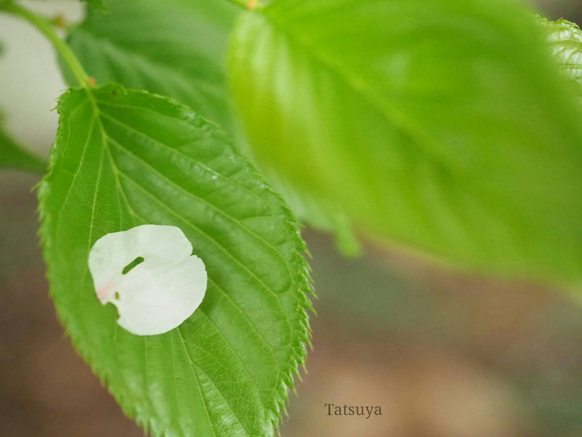 Tty_kr00's tweet photo. 今日も１日、お疲れ様です!!
久々に写真をツイート😅

先週の土曜日に桜を撮りに行きました!!
来週も撮れるかな…。。

1.2枚目 : 天城吉野(アマギヨシノ)
3.4枚目 : 染井吉野(ソメイヨシノ)

#OLYMPUS 
#花 の写真館 https://t.co/TEZqzaZNjf