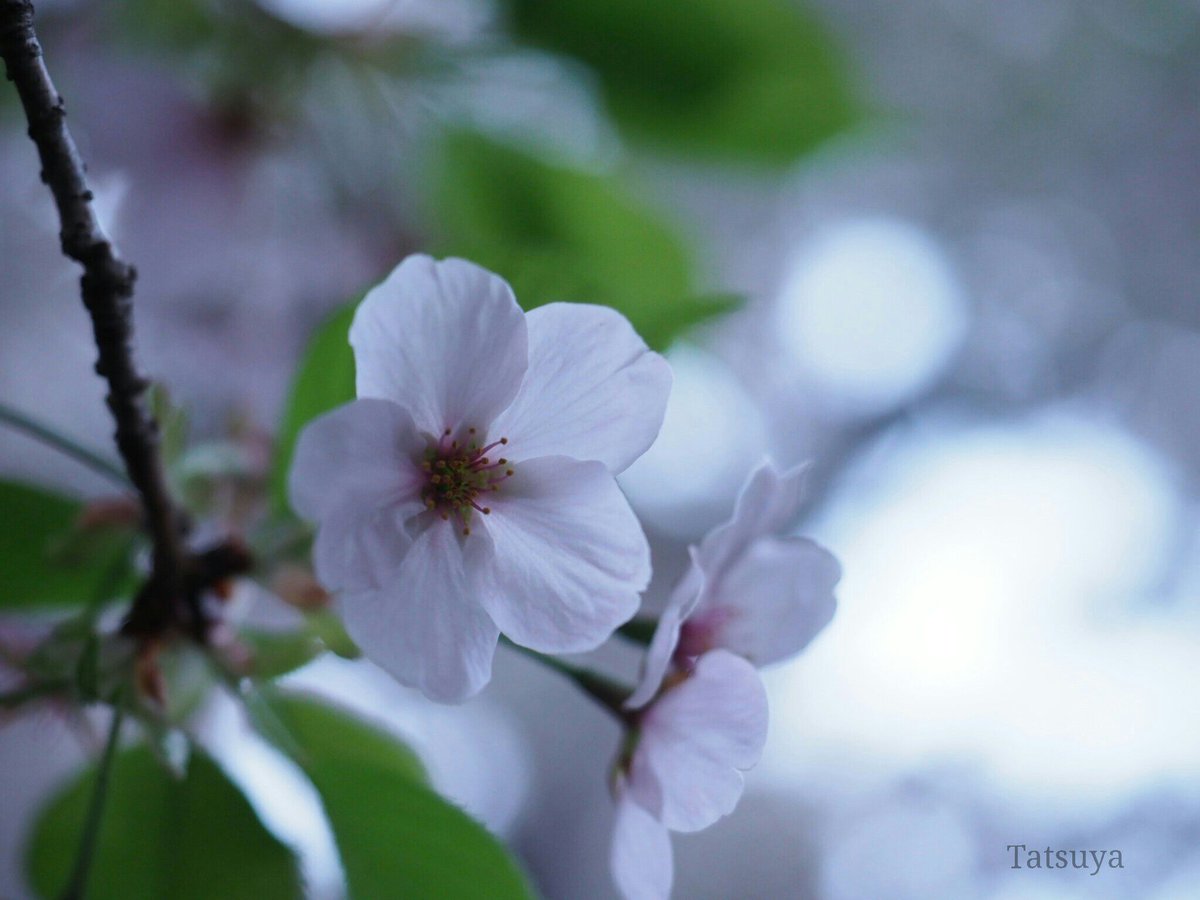 Tty_kr00's tweet photo. 今日も１日、お疲れ様です!!
久々に写真をツイート😅

先週の土曜日に桜を撮りに行きました!!
来週も撮れるかな…。。

1.2枚目 : 天城吉野(アマギヨシノ)
3.4枚目 : 染井吉野(ソメイヨシノ)

#OLYMPUS 
#花 の写真館 https://t.co/TEZqzaZNjf