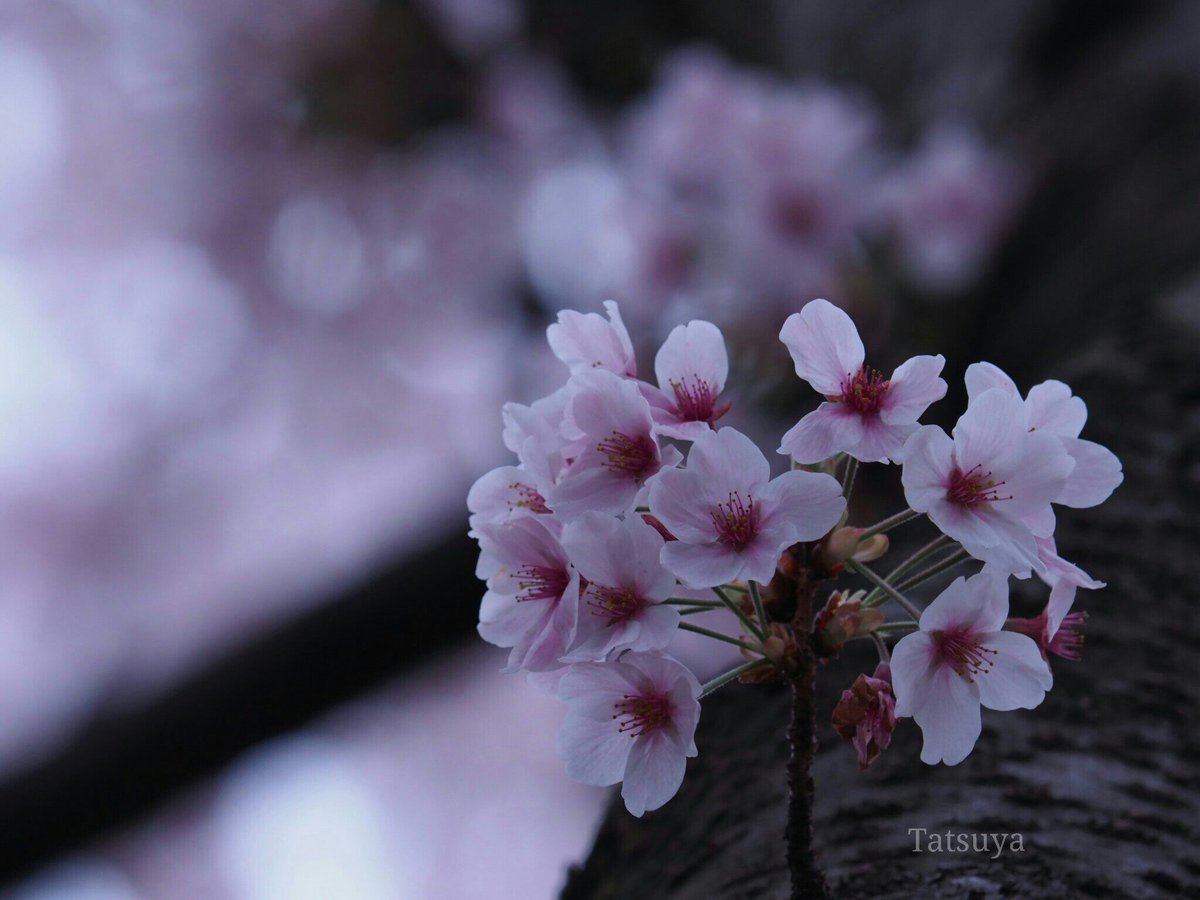 Tty_kr00's tweet photo. 今日も１日、お疲れ様です!!
久々に写真をツイート😅

先週の土曜日に桜を撮りに行きました!!
来週も撮れるかな…。。

1.2枚目 : 天城吉野(アマギヨシノ)
3.4枚目 : 染井吉野(ソメイヨシノ)

#OLYMPUS 
#花 の写真館 https://t.co/TEZqzaZNjf