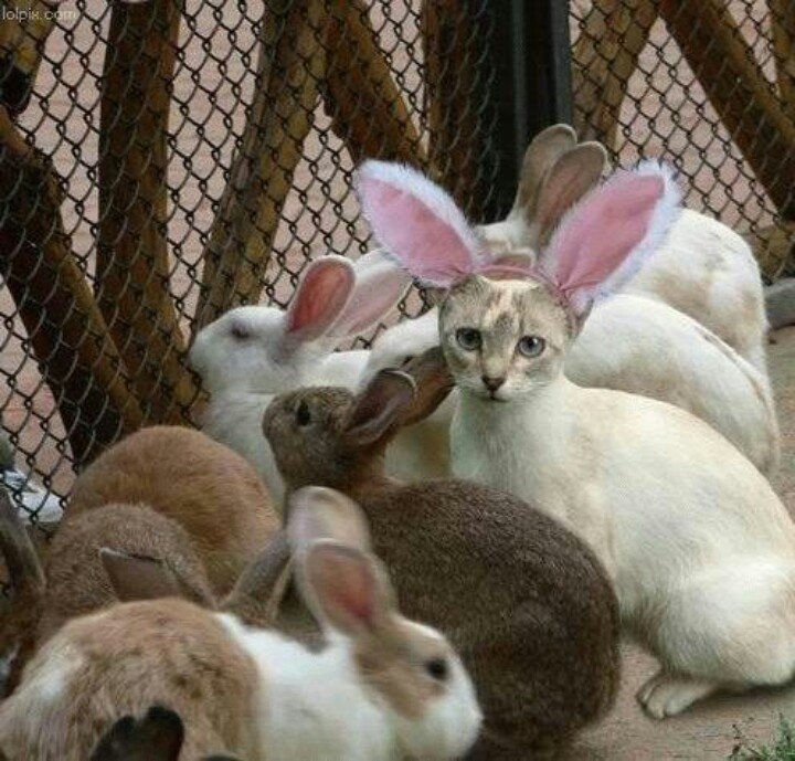 MichaelDAClarke's tweet image. "Fellow Easter Bunnies, it has come to my attention that we have a spy among us!"

#Easter #EasterWeekend #HappyEaster