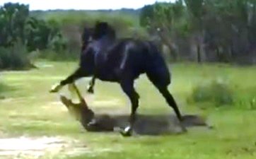 christrenkmann's tweet photo. Wild horse attacks alligator in Paynes Prairie #Florida https://t.co/VoYx0b3EH9 #gator #whenanimalsattack https://t.co/WRysKffPFF