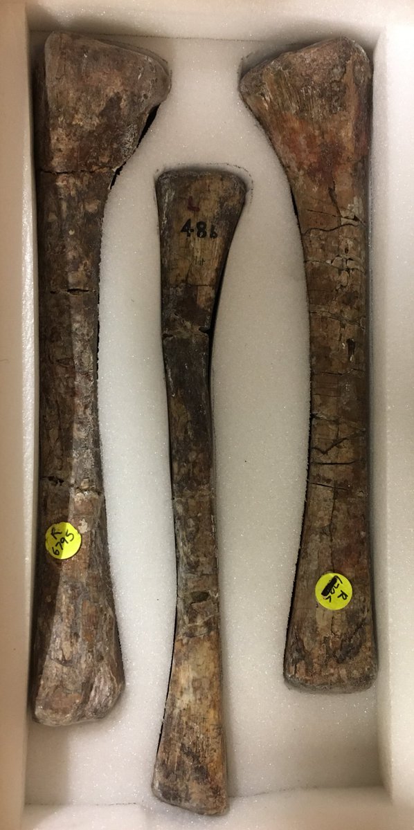 NHMdinolab's tweet photo. Meet #Teleocrater: some of the vertebrate and limb material from the holotype specimen held @NHM_London https://t.co/oI4atIJOxm