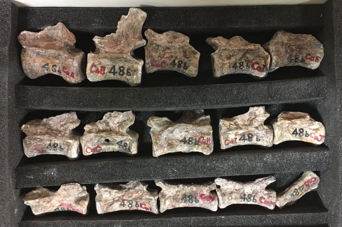 NHMdinolab's tweet photo. Meet #Teleocrater: some of the vertebrate and limb material from the holotype specimen held @NHM_London https://t.co/oI4atIJOxm