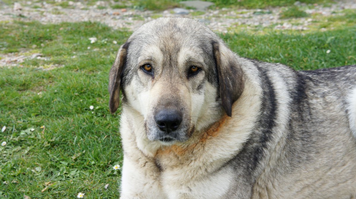 TTFMagazine's tweet photo. The #dogs of #istanbul <3 https://t.co/1MKhhOT6wN