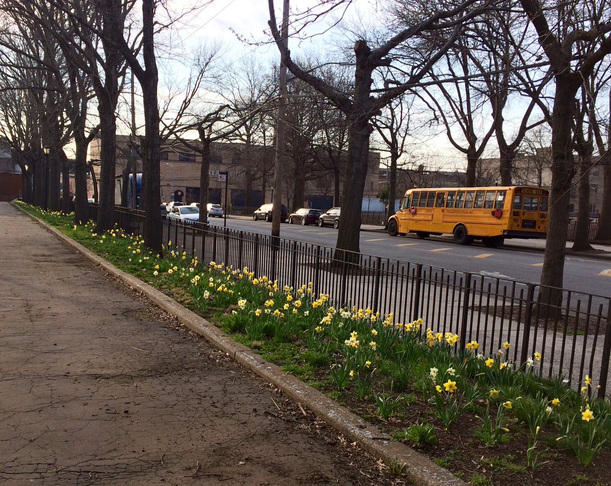 RogerClark41's tweet photo. More #daffodils coming up at 8:22 AM on @NY1 from #RedHook #Brooklyn with @NY4P #daffodilproject #redhookconservancy #flowers #spring #NY4P https://t.co/t2t67x8JLM