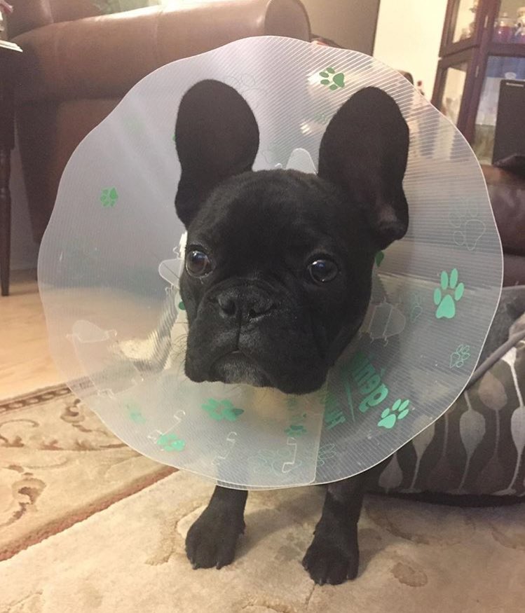 brucebenin's tweet photo. When you "become" your food bowl https://t.co/F34rkUQon0