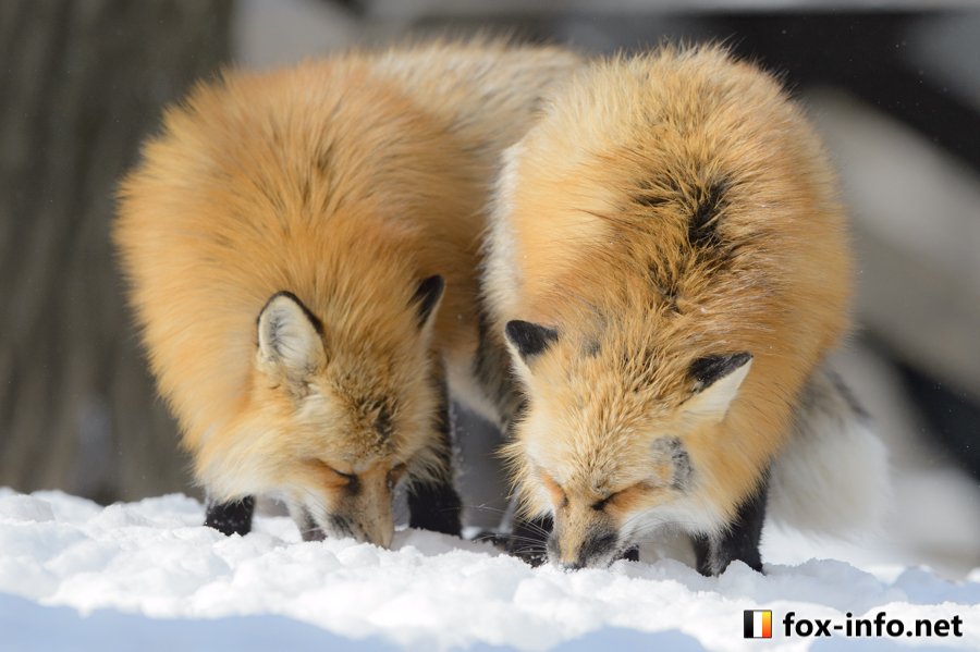キツネ写真館 キツネ飼養中 雪うんまっ T Co Xchudirwvq キツネ写真館 キツネ飼養中 雪うんまっ T Co Xchudirwvq