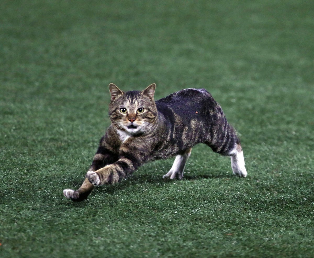 Mikey_base_ball's tweet photo. 横浜スタジアムに出てきたネッコの高画質版www
 #hanshin #tigers https://t.co/oSsl8GM0Oh