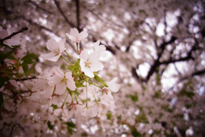 「ぼかし 桜」のTwitter画像/イラスト(古い順)