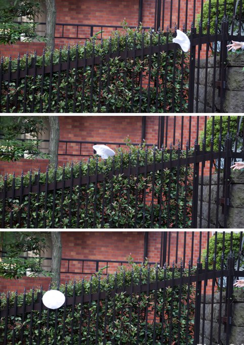 コスプレイヤー冴えない菌ちゃんのTwitter画像21