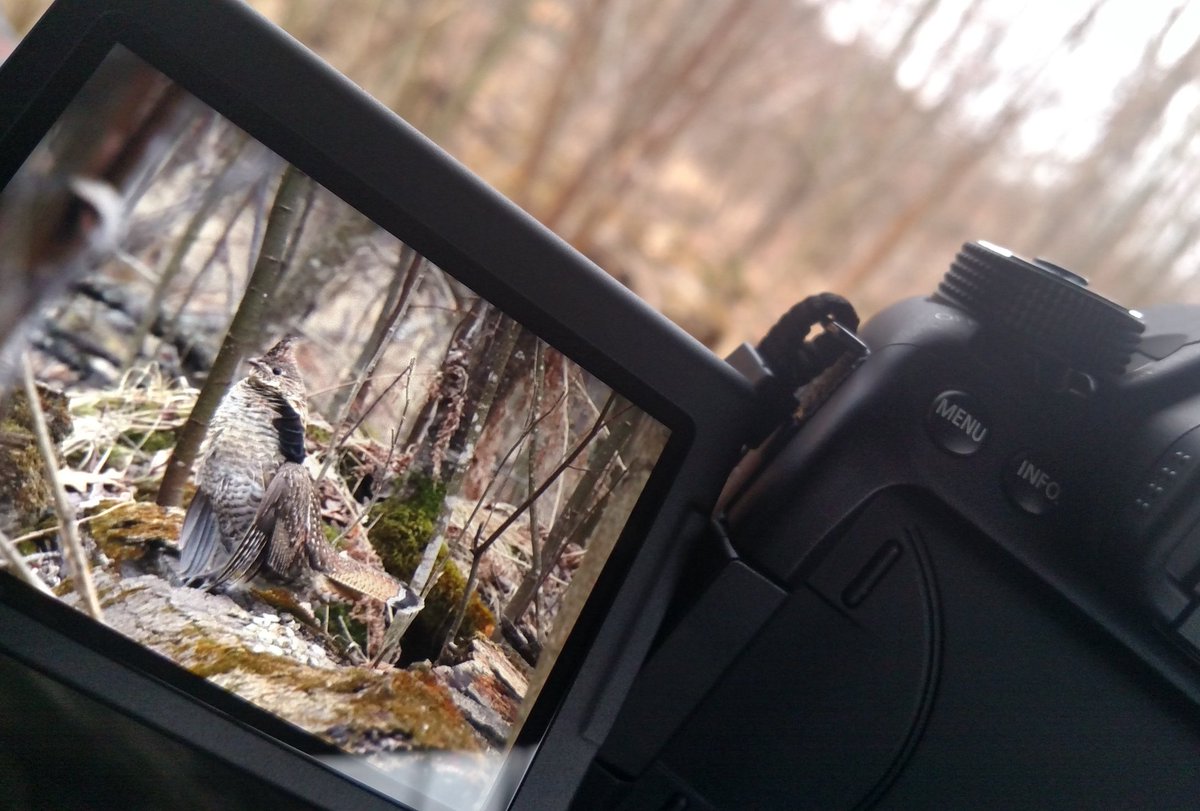 mattsoberg's tweet photo. Found a cooperative red bird this morning . . . Now, just enough time to get to the office! #RGS_AWS #rgsmagazine https://t.co/x9kgx2MCMB