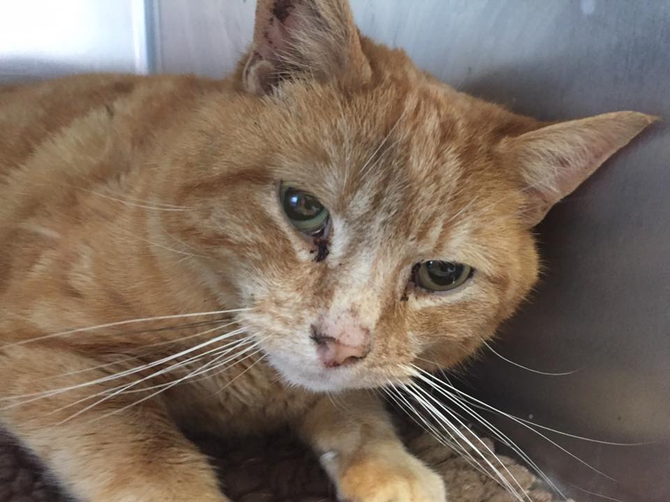 This poor was found injured near Crookstown, Brandon. Does anyone recognise him?
Please RT!
facebook.com/LostboxPets/ph…