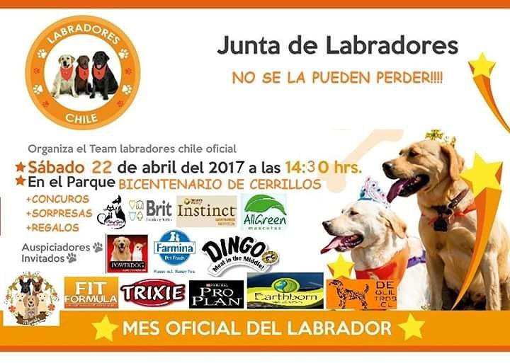 Junta del Team Labradores Chile! Estan todos unvitados a participar!!
#MesOficialDelLabradorRetriever