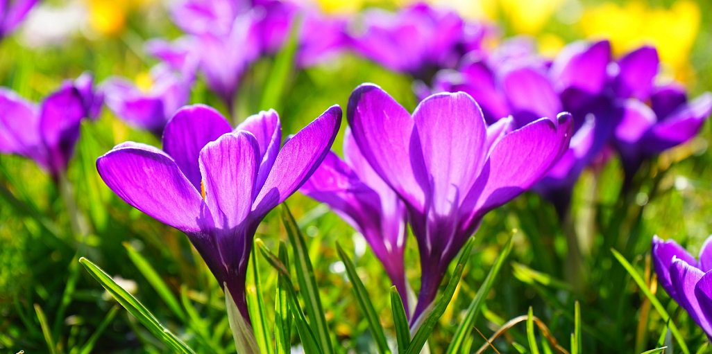 ServicesQuebec's tweet image. À l’approche de #Pâques, informez-vous sur les jours et les heures d’ouverture des commerces de détail. ow.ly/RFz430aQ1G7