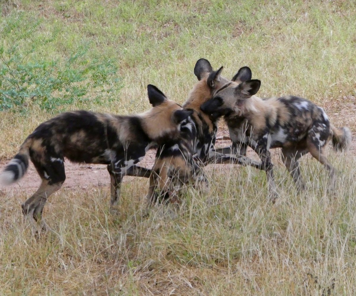 Paula1956w's tweet photo. Special sightings of wild dogs #South Luangwa #Zambia. @KafuntaSafaris @themarshtit @Naturetrek https://t.co/FiWHU930X2