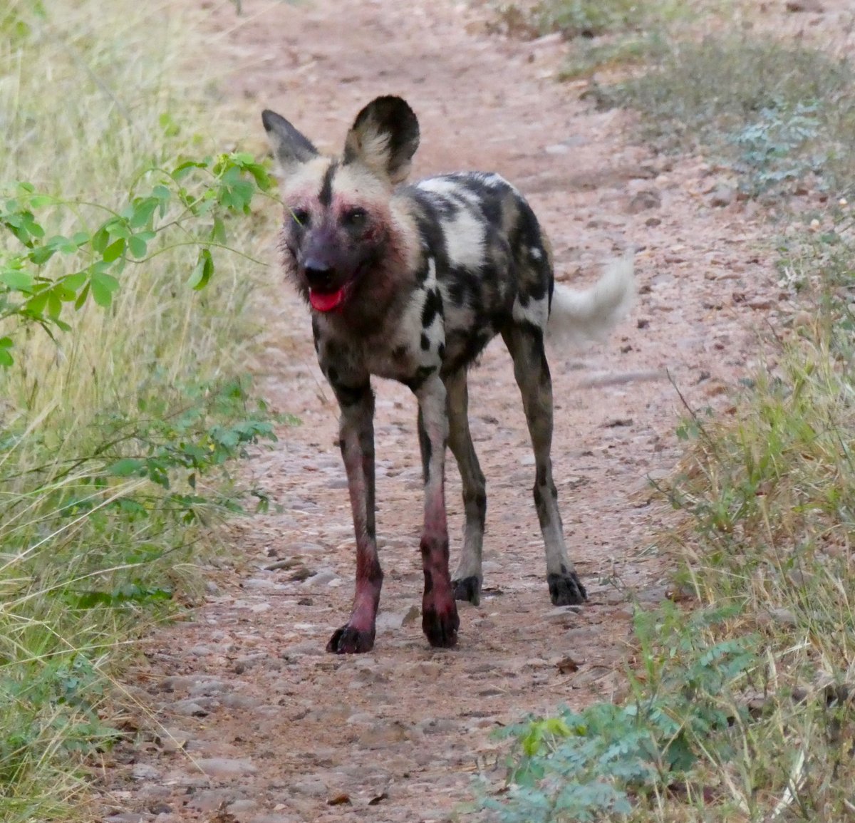 Paula1956w's tweet photo. Special sightings of wild dogs #South Luangwa #Zambia. @KafuntaSafaris @themarshtit @Naturetrek https://t.co/FiWHU930X2